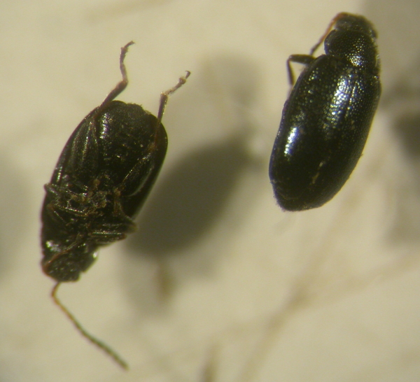 richiedo conferma: Phyllotreta